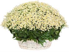 Цветочная композиция из Ромашки в корзине #REPLACE_PRED# Красные Ткачи