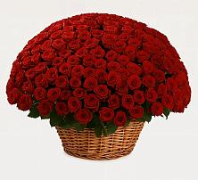 Премиум букет из: Розы в Красные Ткачи